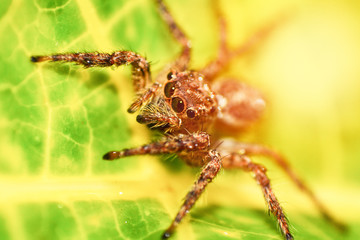 Close up of jumping spider colorful on nature green leaf plant background