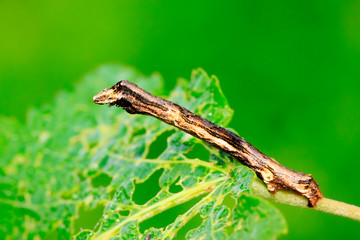 cankerworm larvae on plant