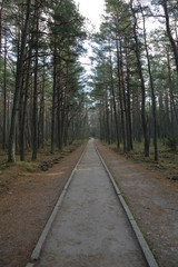 Beautiful Baltic forest landscape in late autumn. Curonian Spit, Russia