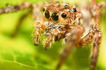 Close up of jumping spider colorful on nature green leaf plant background