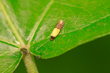 Moth insects on plant