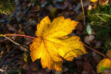 Autumn leaf
