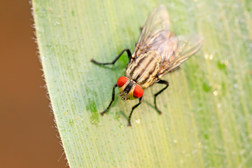 Tachinidae on plant