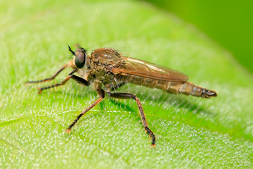 Asilidae on plant