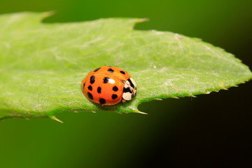 Harmonia axyridis on plant