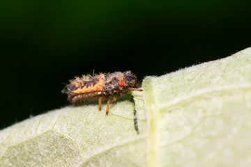 Harmonia axyridis Larva on plant