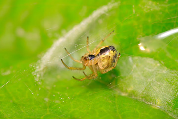 spider on plant