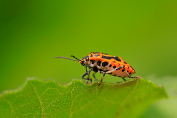 stinkbug on plant