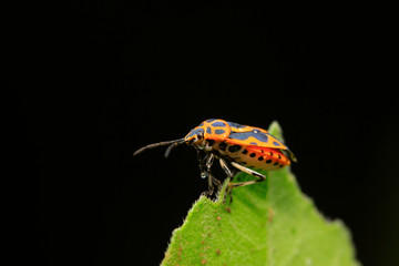 stinkbug on plant