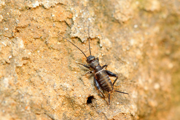 Cricket larva on plant