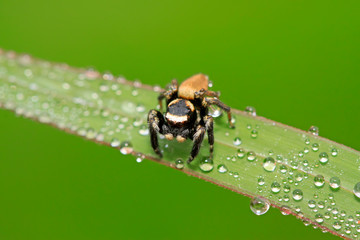 Holoplatys on plant
