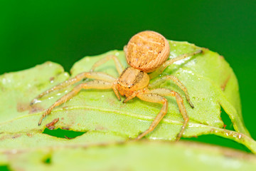 spider on plant
