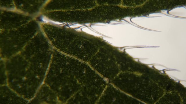 Nettle leaf under the microscope. Extreme close up of underside of stinging nettle leaf (Urtica dioica) showing the sting cells or trichome hairs. Five times magnification. Close up. UHD 4K