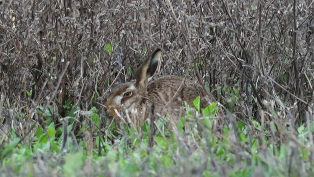 A European hare (Lepus europaeus) or brown hare hiding in long grass in a field