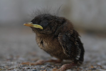 oiseau