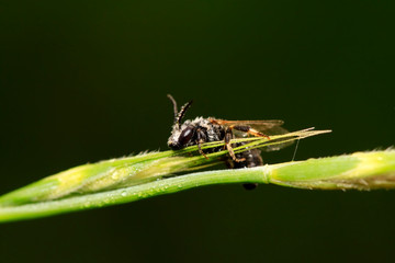 Bee insects on plant