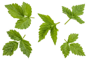 Raspberry Green leaves isolated on white