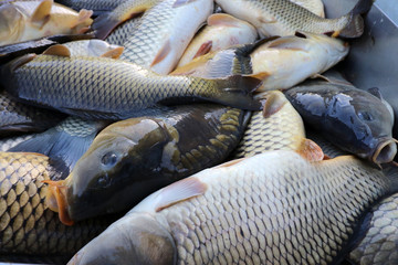Fresh fish Carp. Catch of carp fishes