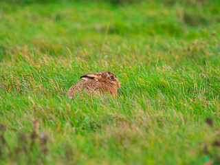 A European hare (Lepus europaeus) or brown hare hiding in long grass in a field