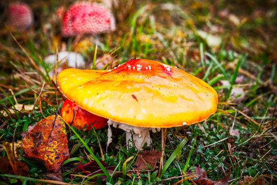Orange poisonous mushroom in the grass