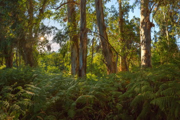Eucalyptus jungle in the Western Caucasus. Eucalyptus wild forest with ferns. Sunny day in the eucalyptus forest.