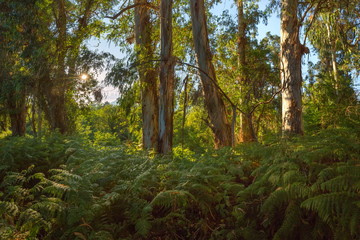 Eucalyptus jungle in the Western Caucasus. Eucalyptus wild forest with ferns. Sunny day in the eucalyptus forest.