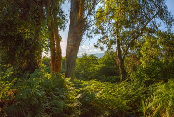 Eucalyptus jungle in the Western Caucasus. Eucalyptus wild forest with ferns. Sunny day in the eucalyptus forest.