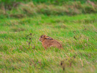 Naklejka na ściany i meble A European hare (Lepus europaeus) or brown hare hiding in long grass in a field