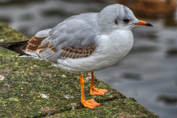 Juvenile  black-headed gull