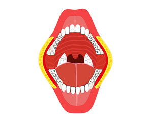 Oral – jaw