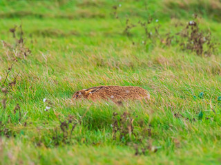 A European hare (Lepus europaeus) or brown hare hiding in long grass in a field