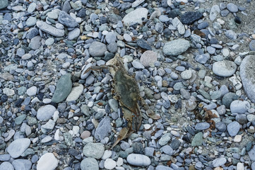 Dead crab on stone beach near sea.