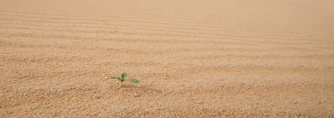 green plant grows in sand loneliness
