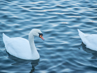 gorgeous swans on a blue lake