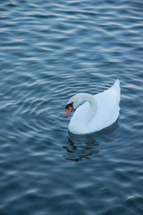snow white swan on a blue lake
