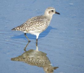 Black-bellied Plover (Pluvialis squatarola)