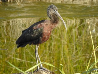 Glossy Ibis (Plegadis falcinellus)