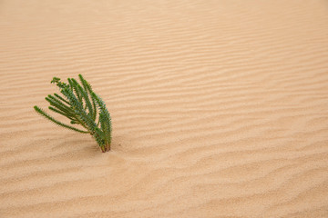  Plant Sprouting from a Sea of Sand

