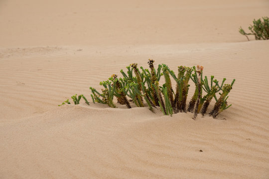 Green Plant Grows In Sand Loneliness
