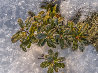 Winter lingonberries in the snow. Flora, plants in winter, hoarfrost, and frost. Large species of...
