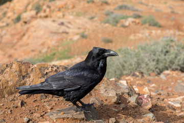 Raven close up, black Raven bird
