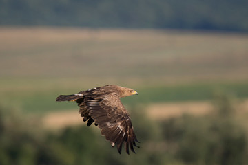 lesser spotted eagle