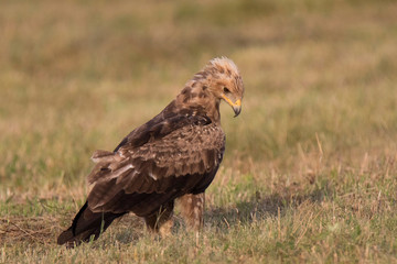 lesser spotted eagle
