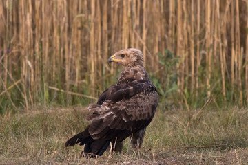 lesser spotted eagle