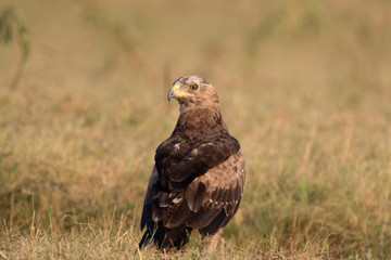 lesser spotted eagle