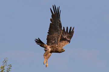 lesser spotted eagle
