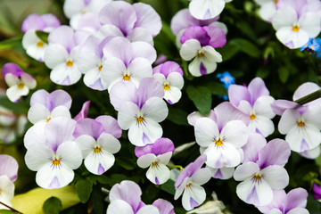 Fototapeta na wymiar Blooming spring flowers