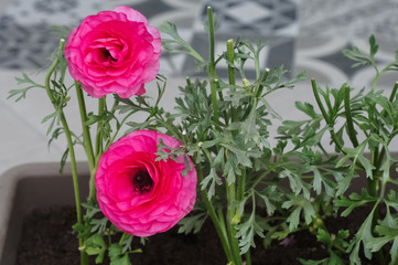 Close-up of pink fluffy poppy flower outdoors.