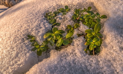 Winter lingonberries in the snow. Flora, plants in winter, hoarfrost, and frost. Large species of lingonberry, macro.