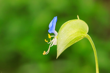 Commelina communis flower